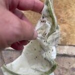 Barnett cleaner bag before